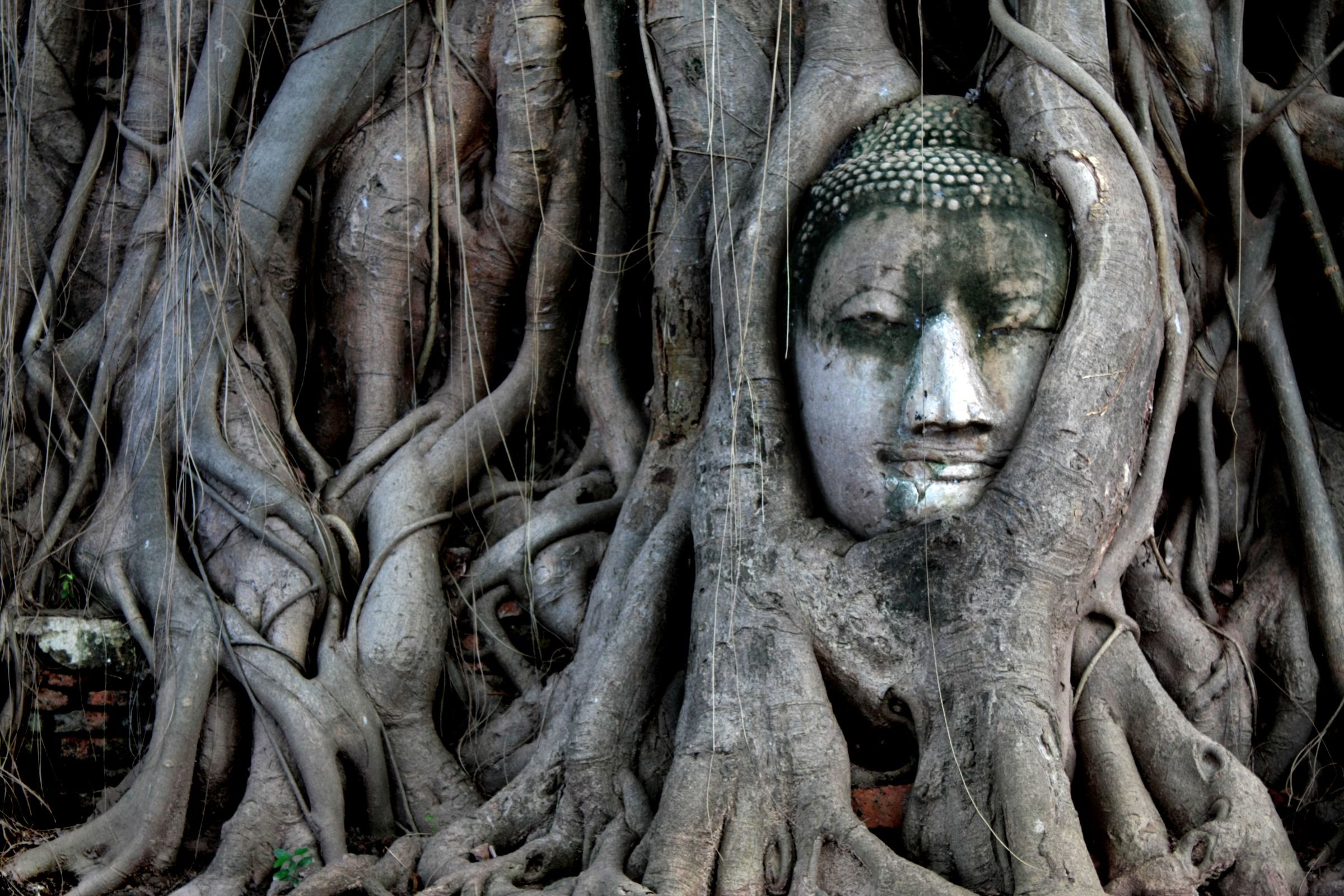 Wat Mahathat & the Buddha Head