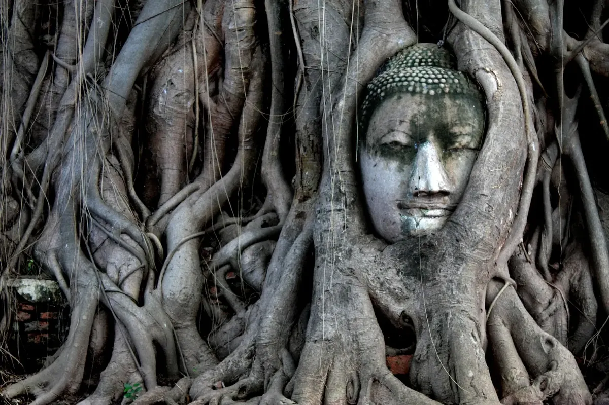 Wat Mahathat & the Buddha Head
