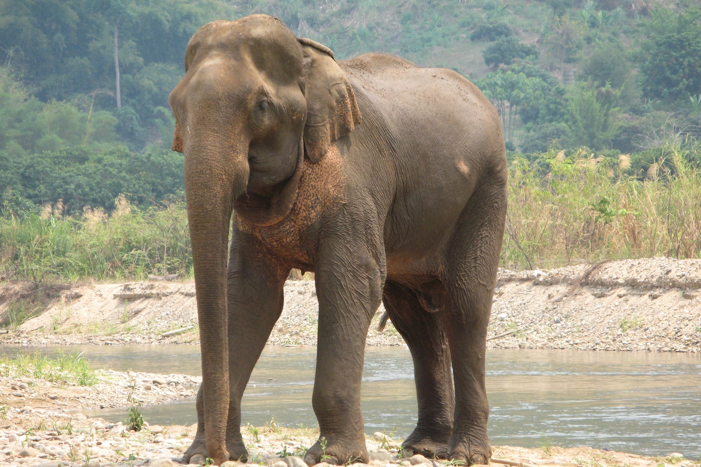 Ethical Elephant Sanctuaries