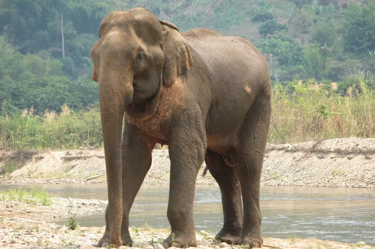 Ethical Elephant Sanctuaries